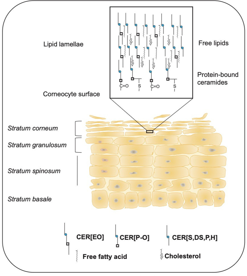 Skin lipid barrier structure showing ceramides, lipid lamellae, cholesterol and free fatty acids in the stratum corneum